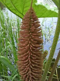 Gunnera manicata, mail oder plants  rare lake side water plants